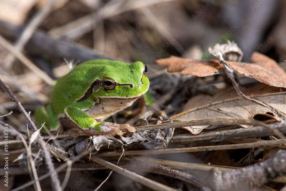 Tree frog (Hyla arborea) syn. (Rana arborea), European tree frog on the forest ground, in natural environment, natural habitat