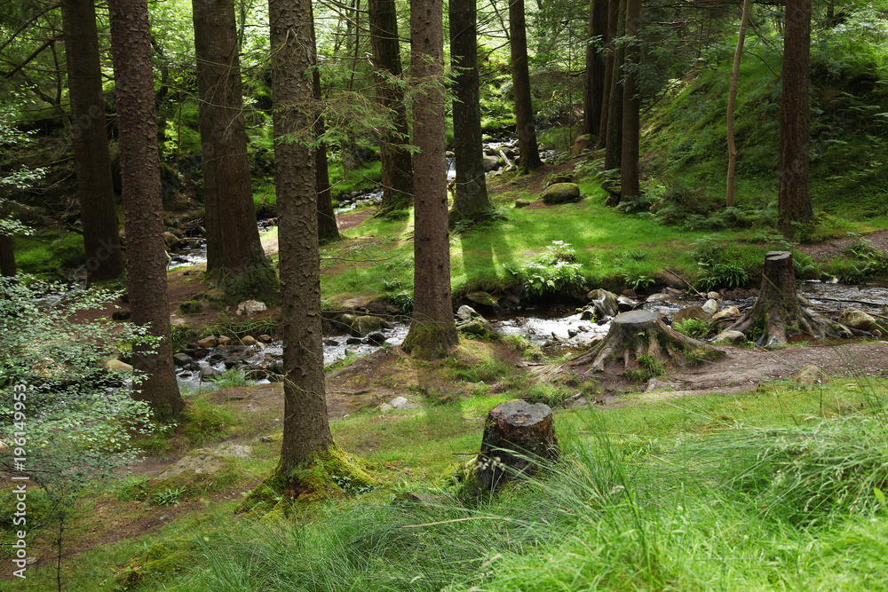 Small stream in a forest in Glendalough mountains Small stream in a forest in Glendalough mountains