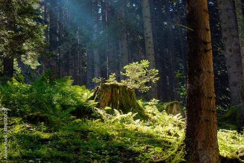 Old spruce stump with highlighted fresh branch in the forest