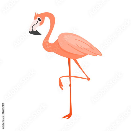 zoo animal - flamingo