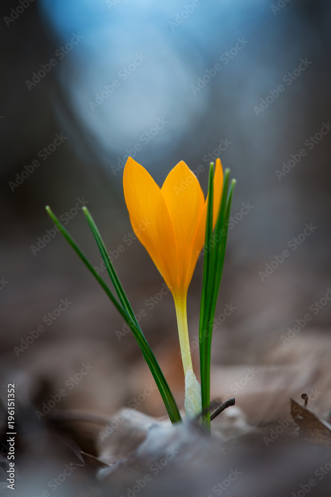 Obraz premium Sprouting crocus in spring garden