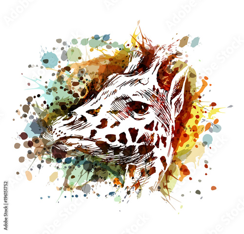 Vector color illustration of a giraffe head