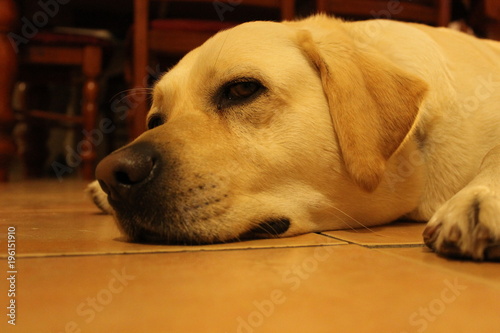 golden labrador resting on tiles