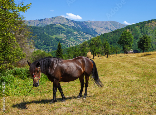 Beautiful horse on the meadow