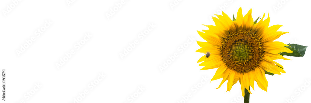 Fototapeta premium freigestellte sonnenblume mit biene im Anflug