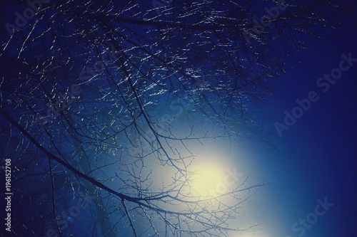 Bright night light of lantern with bare branches