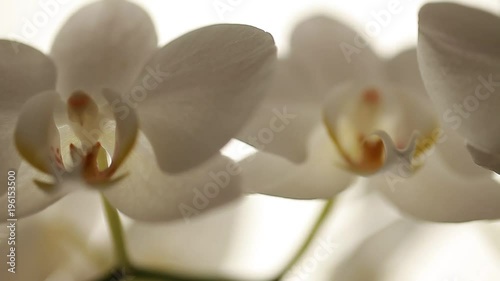 orchid flowers white video