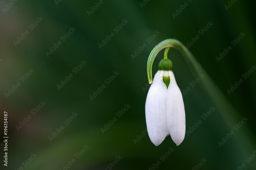 Spring snowdrop flowers blooming in sunny day Spring snowdrop flowers blooming in sunny day