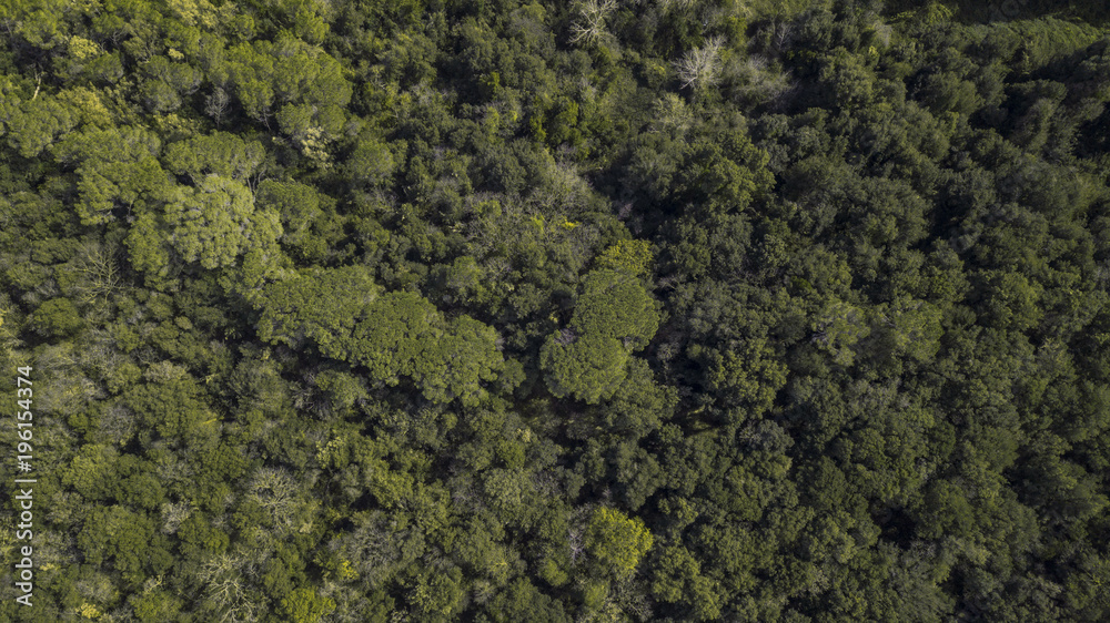 Aerial view of a dense forest. There are many trees, bushes and green grass on this beautiful spring day.