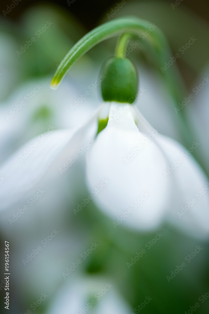 Spring snowdrop flowers blooming in sunny day Spring snowdrop flowers blooming in sunny day