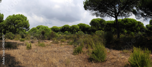 Schirmkiefern-Wald im Nationalpark Coto de Doñana photo