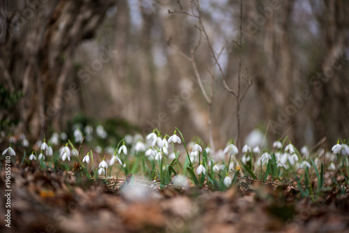 Cuadro en lienzo Spring snowdrop flowers blooming in sunny day
