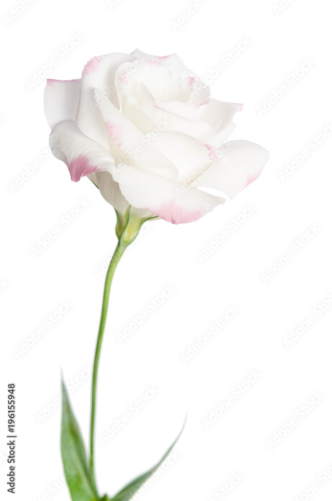 beautiful single pink rose( eustoma) isolated on white background