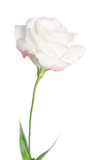 beautiful single pink rose( eustoma) isolated on white background