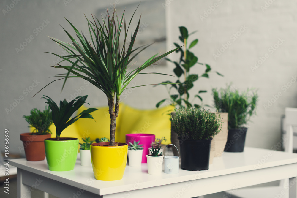 beautiful green plants in colorful pots on wooden table