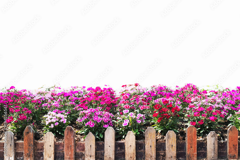 beautiful flower in garden isolate on white background