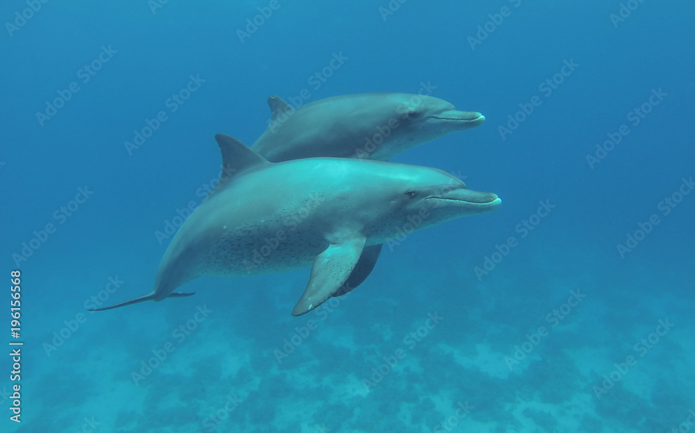 Two dolphins swimming in the sea.