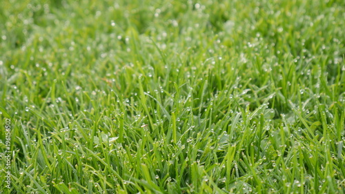 Dew on green grass