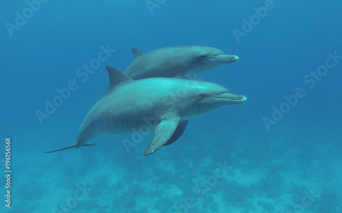 Two dolphins swimming in the sea.