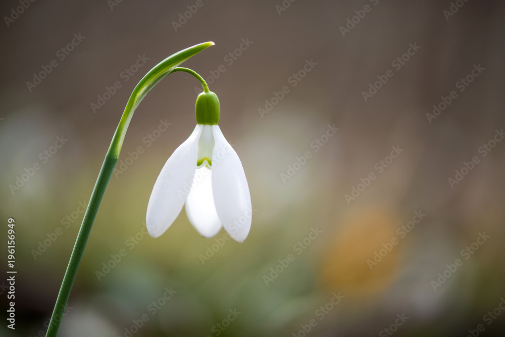 Spring snowdrop flowers blooming in sunny day Spring snowdrop flowers blooming in sunny day