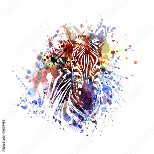 Vector color illustration of zebra