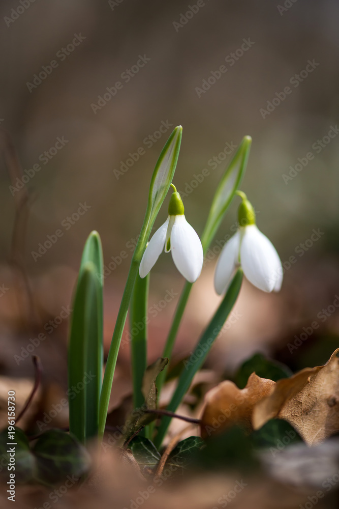 Fototapeta premium Spring snowdrop flowers blooming in sunny day