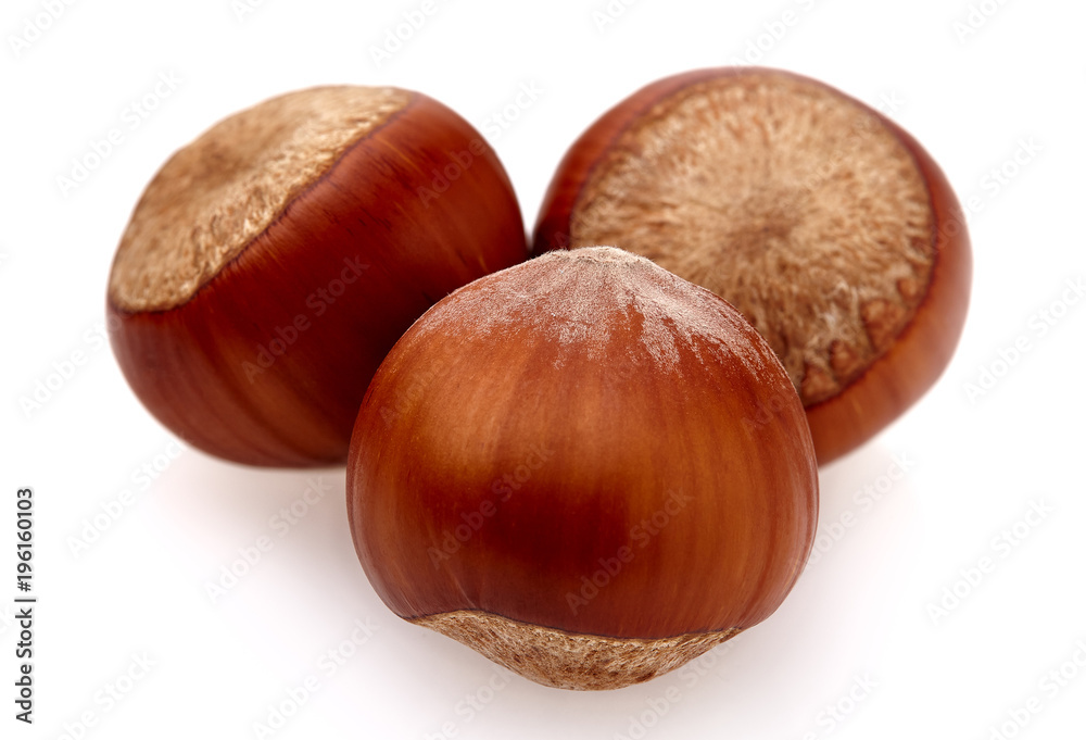 hazelnuts on a white background hazelnuts on a white background