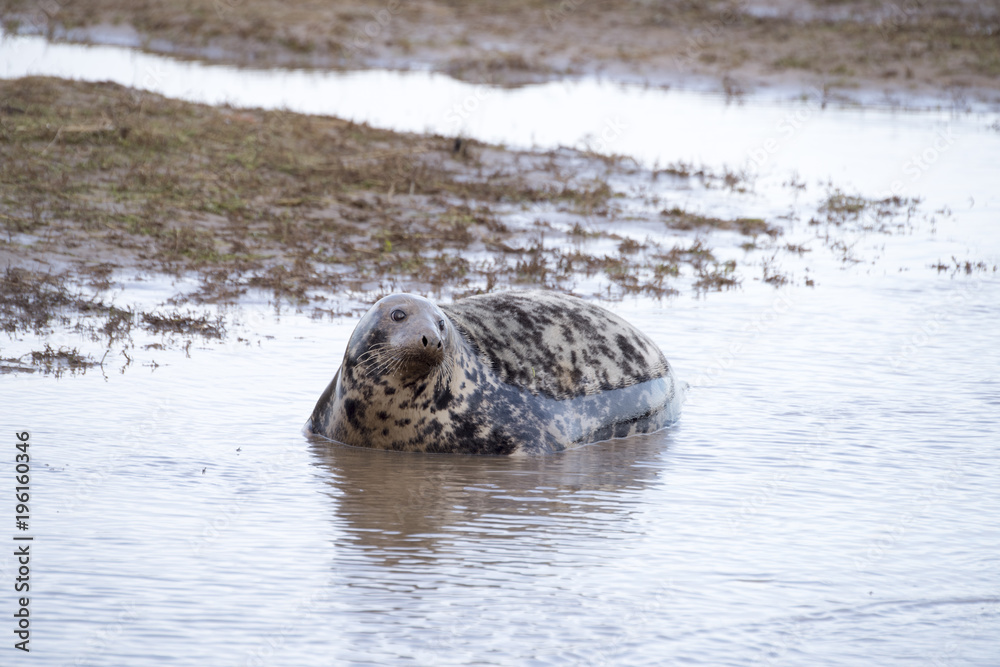 Obraz premium Grey Seal at Donna Nook