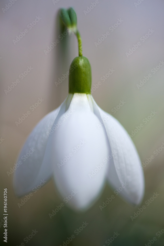 Spring snowdrop flowers blooming in sunny day Spring snowdrop flowers blooming in sunny day