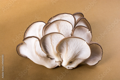 Oyster mushroom or Pleurotus ostreatus mushroom photo