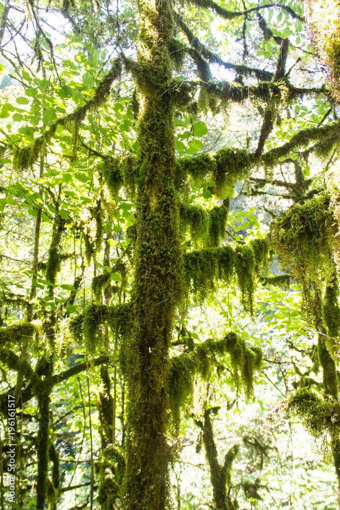 Fototapeta premium Mossy forest, mysterious boxwood on a sunny day