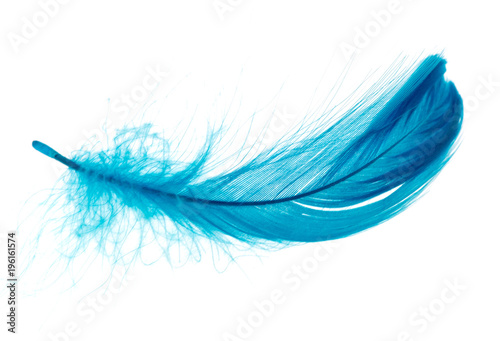 Fotografiet Beautiful blue feather on white background