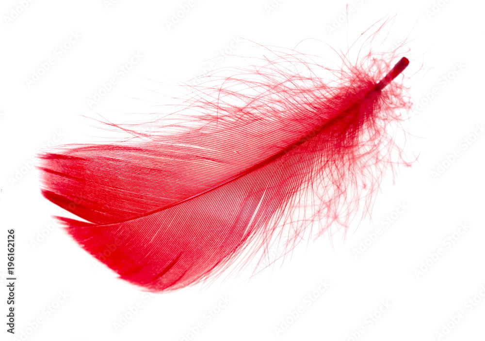 Red feather isolated on white background Red feather isolated on white background