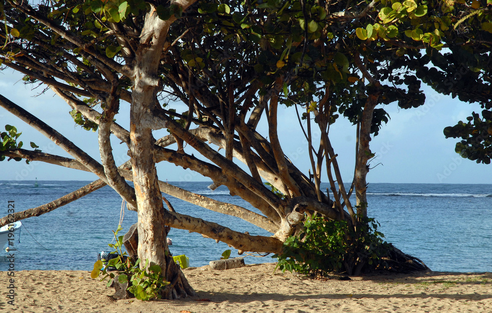 Tartane, Martinique, arbre couché sur la plage et la mer des Caraïbes Tartane, Martinique, arbre couché sur la plage et la mer des Caraïbes