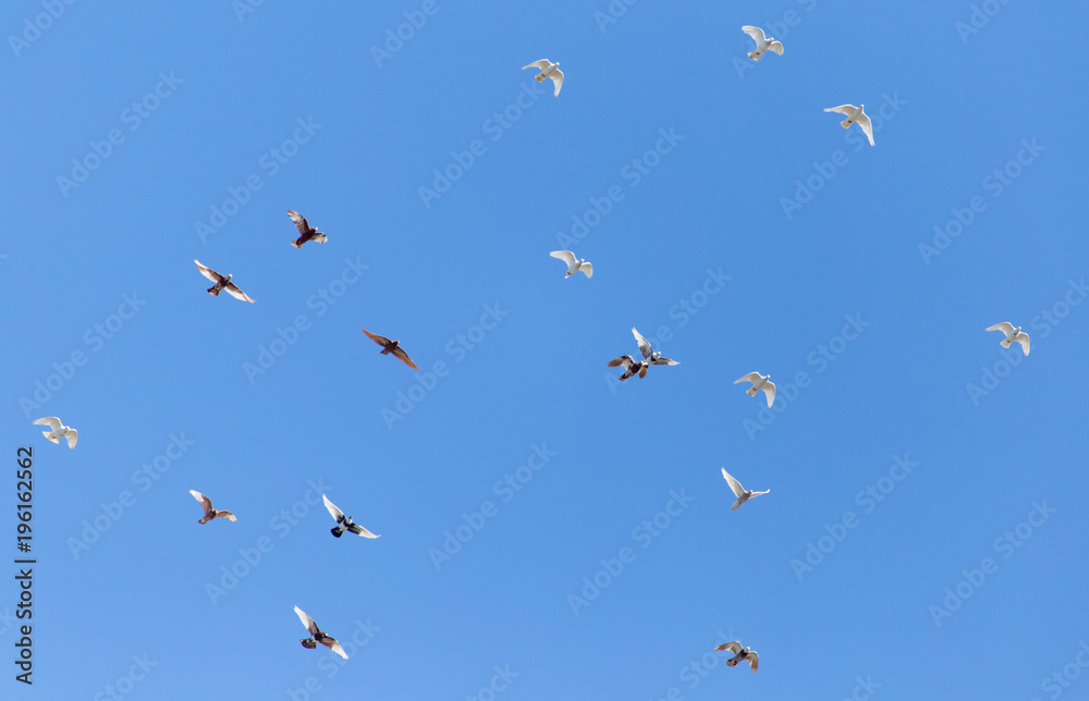 A flock of pigeons are flying in the blue sky