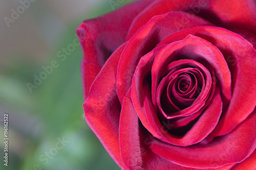 Red rose macro