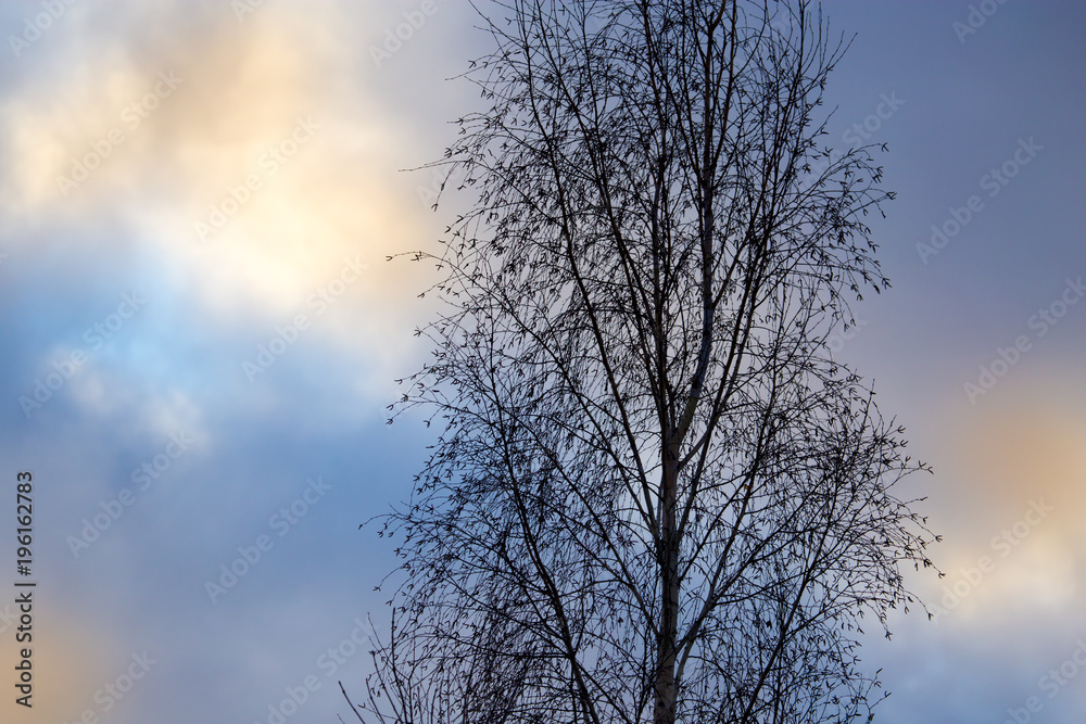 Bare tree branches in the rays of the sunset Bare tree branches in the rays of the sunset