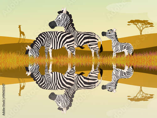 zebras on river