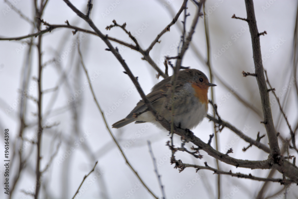 Fototapeta premium Robin ( Erithacus rubicola )