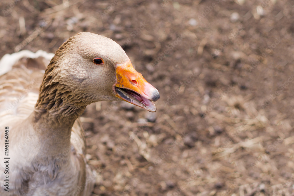 Goose in the bird yard (farm). Concept of animal husbandry, household, organic meat, village life. Copy space Goose in the bird yard (farm). Concept of animal husbandry, household, organic meat, village life. Copy space
