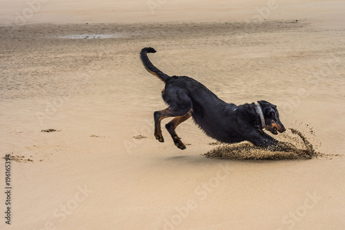  beauceron jouant sur la plage avec son frisbee © Image'in