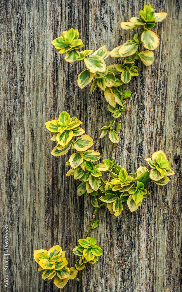 Japanese Euonymus. Australia, state of Victoria. Japanese Euonymus. Australia, state of Victoria.
