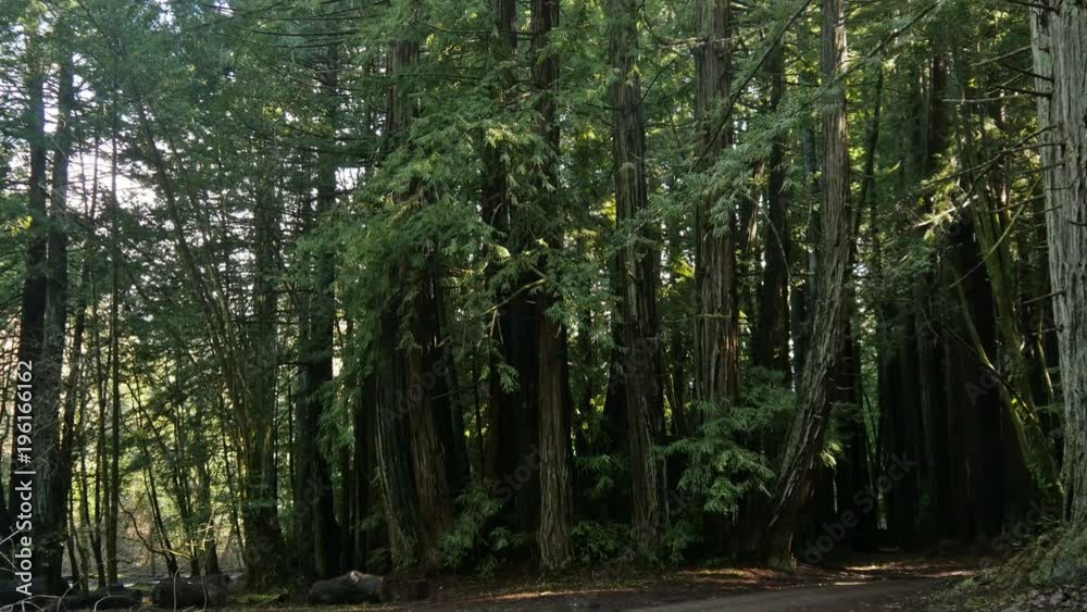 A grove of redwood trees in coastal Northern California. A grove of redwood trees in coastal Northern California.