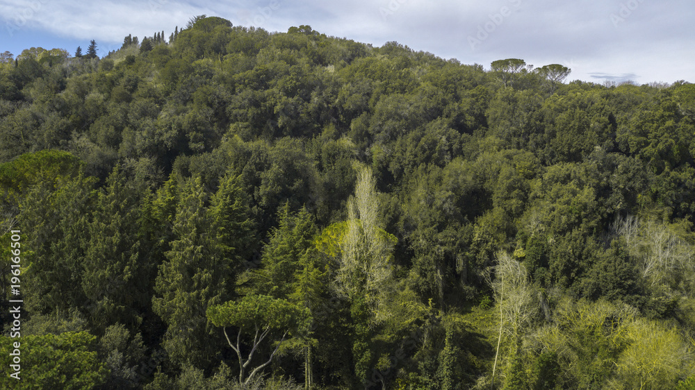 Aerial view of a dense forest on the slopes of a mountain. There are many trees that color the environment green. There is nobody in this beautiful sunny day. The sky is blue and cloudy.