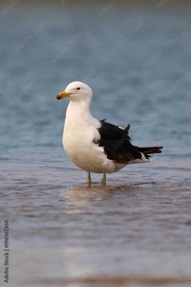 Kelp Gull wading in the water