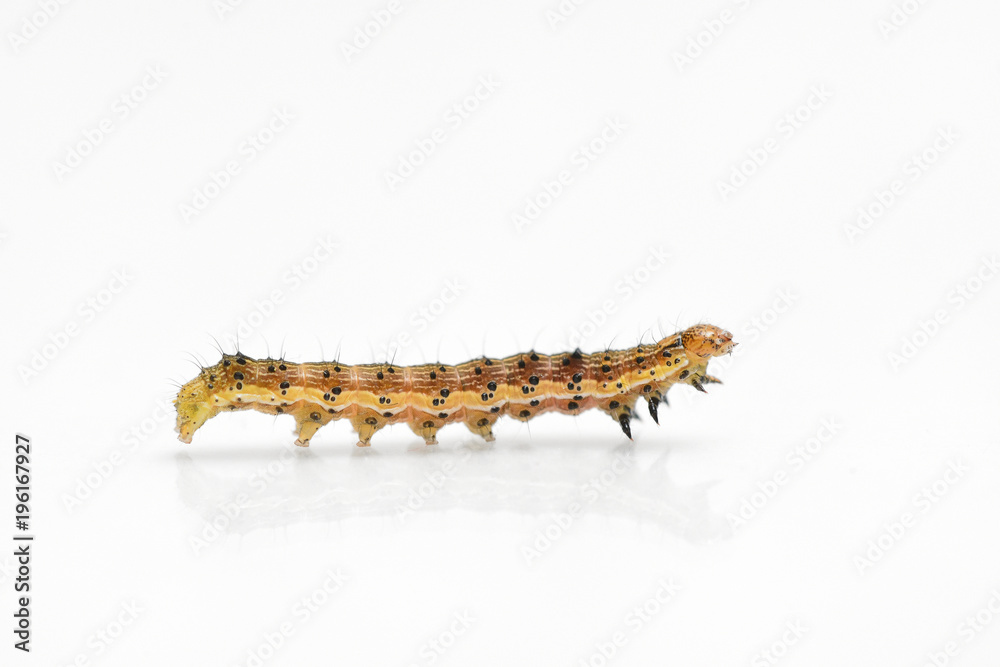 Beautiful caterpillar yellow-brown on a white background with reflection. Side view Beautiful caterpillar yellow-brown on a white background with reflection. Side view