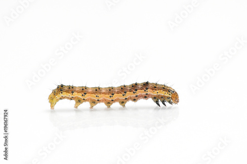 Beautiful caterpillar yellow-brown on a white background with reflection. Side view