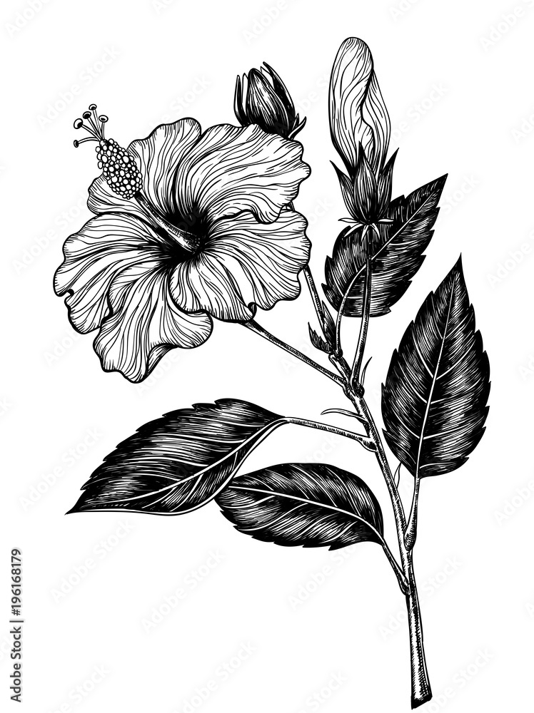 Hand drawn hibiscus flower on white background. Element for design ...