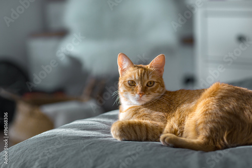 A red cat lies on a gray blanket. The rays of the sun fall on the cat. Cat basking in the sun