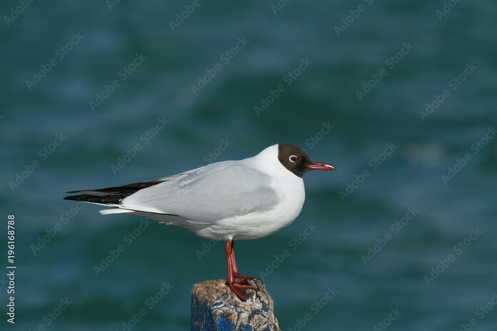 mouette rieuse en plumage nuptial mouette rieuse en plumage nuptial